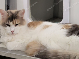 Female maine coon