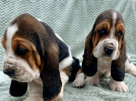Beautiful KC reg Bassett Hound Puppies