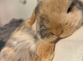 Mini lop