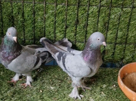 Turkish taklas