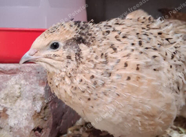 POL Coturnix hens available