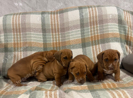 4 beautiful American /dash pups