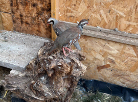 partridge