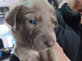 Whippetx pups
