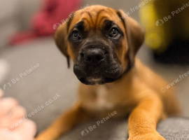 9 week old female cane corso