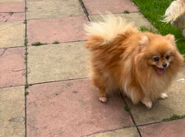 Pomeranian