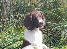 Gorgeous English Springer Spaniel Puppies