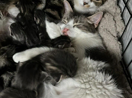 beautiful kittens available