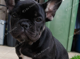 French bulldog puppies, KC registered for sale