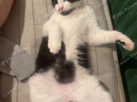 Kitten for sale