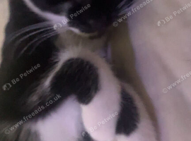 17 week kitten