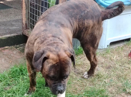 Bull mastiff boy 2yrs old