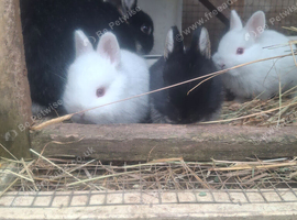 Beautiful litter of Netherland Dwarfs