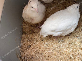 3 female white jumbo quails