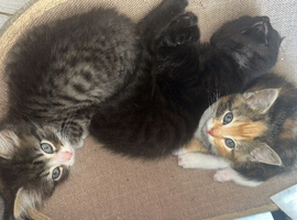 8 playful kittens - ready now