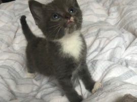 Two kitten s