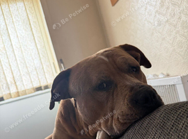 20 Month Old Merle Standard Bullys Fawn Merle & Males