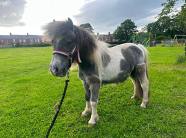 Mini Shetland
