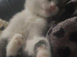 one beautiful kitten for rehome