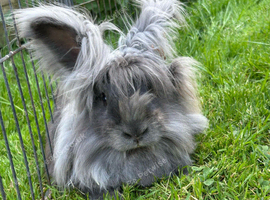 Angora x lionhead rabbits
