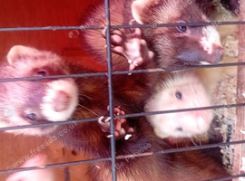 Two inseparable Jill ferrets 1 Pol cat and quarter European pollcat