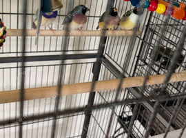 Gouldian finches