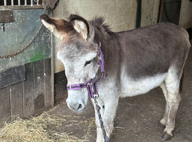 Donkey grey gelding