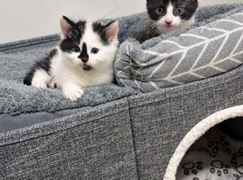 2 beautiful kittens