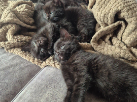 Long haired Kittens looking for forever homes
