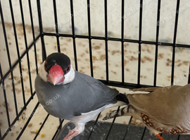 Beautiful Java finch for sale