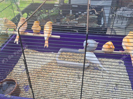 Beautiful birds