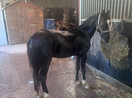 Black Jack (Jack)