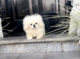 Stunning top quality Pekingese puppies