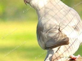 male silver cockatiel available looking for new home