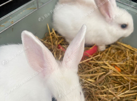 I have two male mixed breed bunnies 18 week old