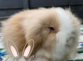 Stunning Mini Lion Lop Boys