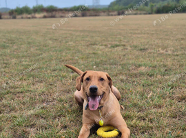 Male lab retriever, 10 month