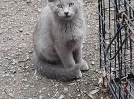 Beautiful rare British shorthairs kittens