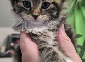 6 beautiful kittens 4 girls 2 boys mum a x bengal