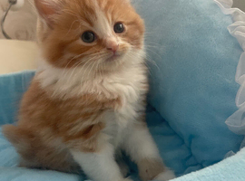Maine Coon x Ragdoll Cross Long haired Ready 26th June