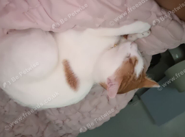 Beautiful male cats need urgent rehoming