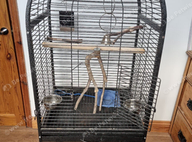 Cocktail/ ringneck cage