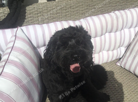 Male Cockapoo needs a new home.
