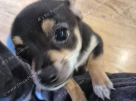 Chihuahua Puppies