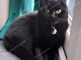 Beautiful black cat