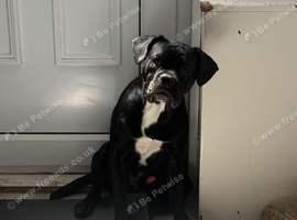 Cane corso mix