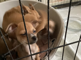 Chihuahuajack puppies for sale