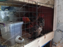 2 golden brahma Cockerells for sale
