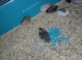 Baby quails for sale