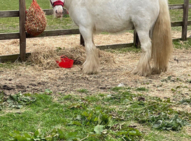 12.3 HH cob gelding